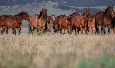 Beautiful herd of American Quarter Horses in Montana. Mares, and foals, buckskin and sorrel, bay...