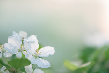 Beautiful natural spring background. white apple blossoms