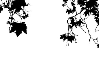 Branches with maple leaves. Black asilhouette. Decorative Design element. Two twigs. Natural Vector EPS10. (Aceraceae).