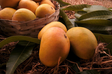 Indian Alphonso mango fruits in grass closeup