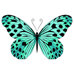 Beautiful, gentle, airy green butterfly. Vector illustration on a white background.