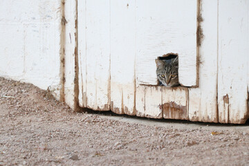 Peeking Cat, USA