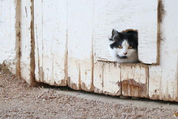 Peeking Cat, USA