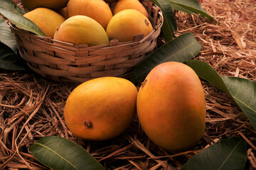 Indian Alphonso mango fruits in grass closeup