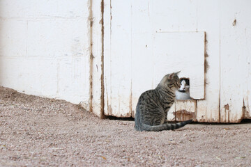 Naklejka premium Chatting Cats, USA