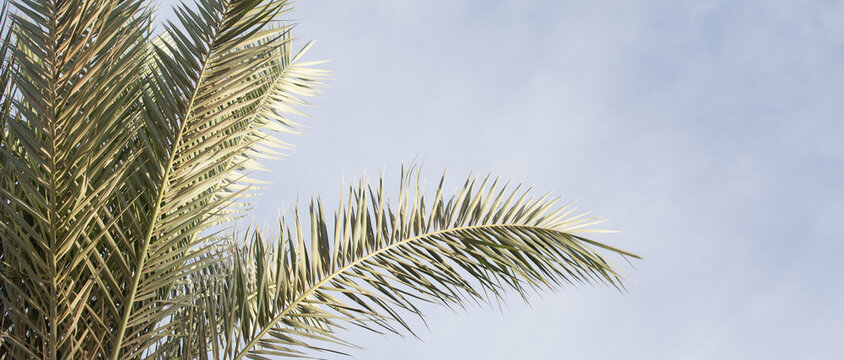 Retro palm tree summer background