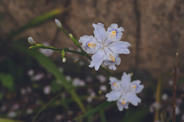 桜の花びらの舞い散る庭の青い花
