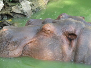 Fototapeta premium The hippopotamus also called the hippo, common hippopotamus or river hippopotamus, is a large, mostly herbivorous, semiaquatic mammal 