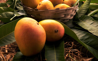 Indian Alphonso mango fruits in grass closeup
