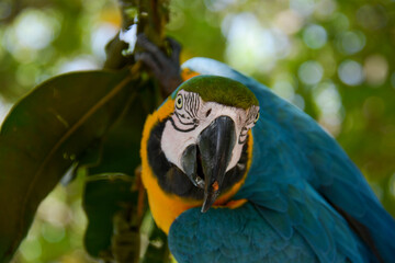 paint parrot