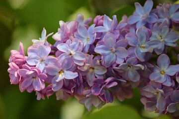 violette Blüten von Flieder