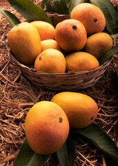 Indian Alphonso mango fruits in grass closeup