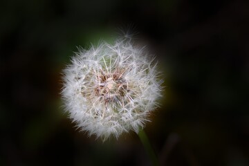 Pusteblume vor dunklem Hintergrund