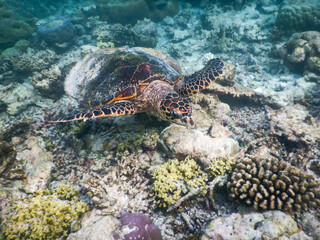 Fototapeta premium sea turtle