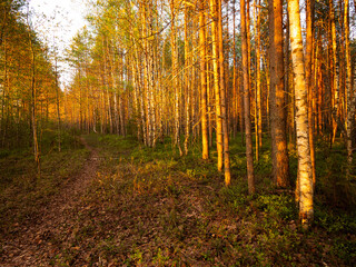 Obraz premium sunset in the forest
