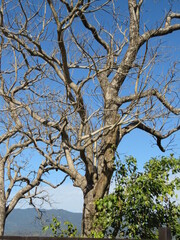 Beautiful Branches of trees in forest