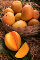 Indian Alphonso mango fruits in grass closeup