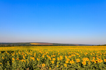Summer landscape with sunflower fields, hills and blue sky