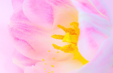 Fototapeta na wymiar Pink tulip on the pink background. Congratulation postcard for mother's day or international women's day. Minimalism, beautiful natural wallpaper. Spring flowers.