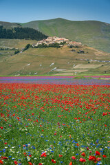 Castelluccio di Norcia Flowering on the plain in Umbria Italy Sibillini National Mountain Park