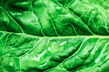 Soft focused Wet Green leaf close up. Fresh leaves texture background. Beautiful Natural Eco wallpaper. Vegetarian food. Vegetable and vitamins products. Macro photo.