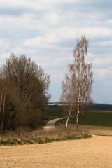 trees along a dirt road
