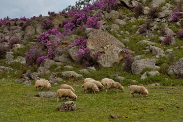 Fototapeta premium Russia. South of Western Siberia. Altai. A small flock of sheep graze peacefully on a steep mountain slope surrounded by huge stones and flowering rhododendron.