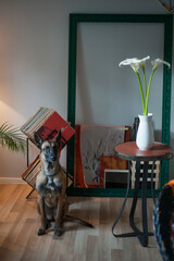 Belgian sheperd, malinois in home
