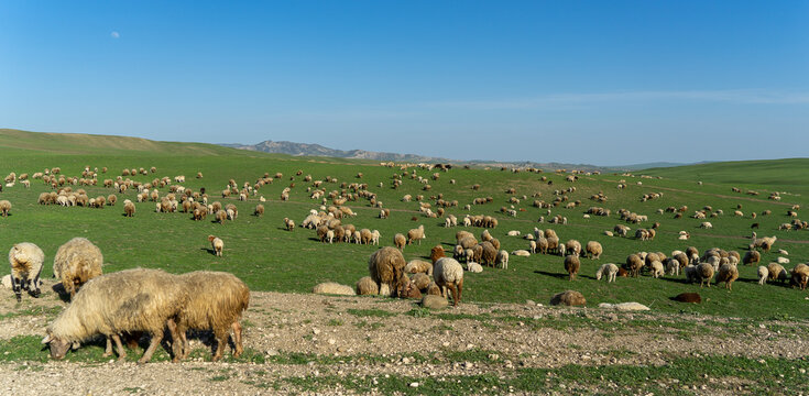 Pastoral landscape in green Kahetia fields