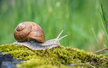 Snail (Helix pomatia) crawling on green moss with blurred background, shallow depth of field