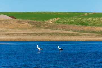 View of two white storks in water.