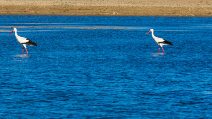 Fototapeta na wymiar Two white storks in the lake.
