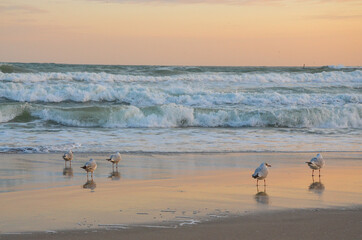 Sea surf and seagulls on the deserted beach of Odessa in the rays of the setting sun