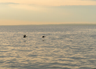 Fototapeta premium shore birds flying low across the water at sunset