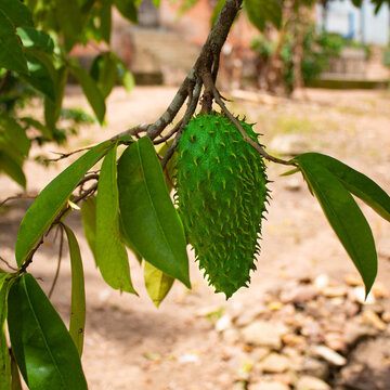 Anone piquante ou corossol dans la brousse proche du village Kuma au Nord du Togo, Afrique de l'ouest