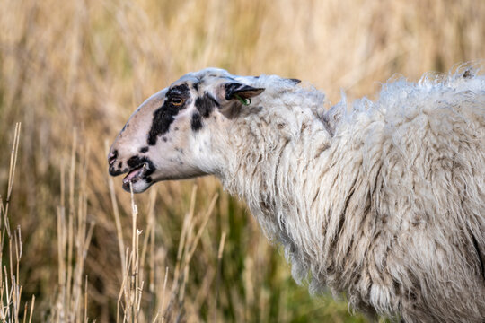 sheep - lam - sheep in field- baby sheep - white sheep - brown sheep