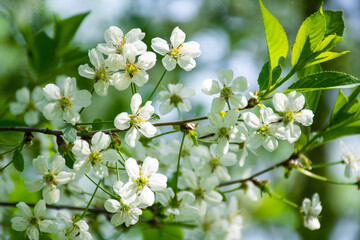 Cherry blossom in spring in the Moscow region