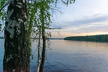 Birch branches at sunset on a reservoir near Moscow in Russia