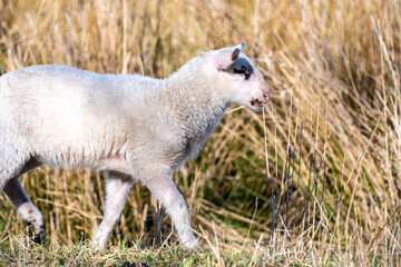 sheep - lam - sheep in field- baby sheep - white sheep - brown sheep