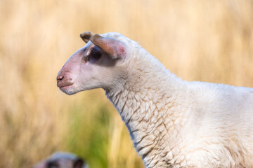 Fototapeta premium sheep - lam - sheep in field- baby sheep - white sheep - brown sheep
