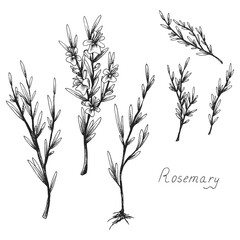 Rosemary. Sprig of plants with leaves. Fragrant Italian seasoning for food. Black and white drawing in the old vintage style. Blooming flowers. Isolated clipart set. Hand-drawn ink sketch