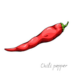 Hot chili pepper. Mexican traditional seasoning. Tasty spice. Whole plant. Isolated illustration on white background. Hand-drawn ink sketch.