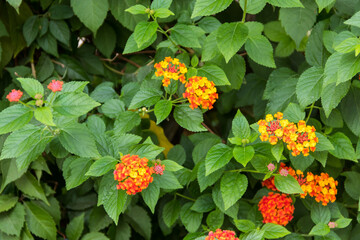 Beautiful flowers of Lantana camara (common lantana) plant