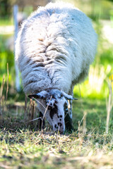 Naklejka na ściany i meble sheep - lam - sheep in field- baby sheep - white sheep - brown sheep