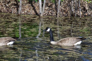 Canada Goose in the Water