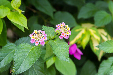 Beautiful flowers of Lantana camara (common lantana) plant