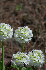 White Flowers in the Garden