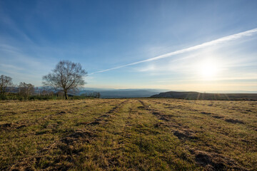 Mown field with grass lines and a tree with mountains during the golden hour with a blue sky of scattered clouds.