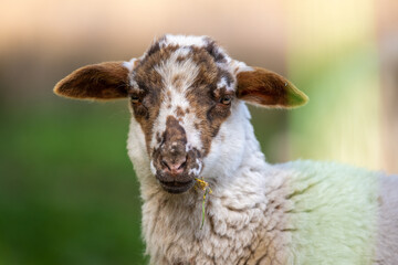 sheep - sheep portrait - brown sheep - white sheep