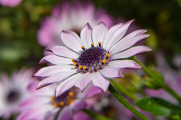 White and lilac-leaved flower with a purple and yellow center